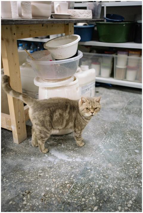 A curious domestic cat walks around in a pottery w