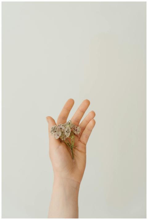 A hand gently holds a cluster of delicate flowers