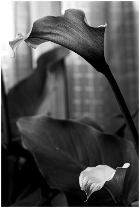 Black and white close-up of a calla lily, highligh