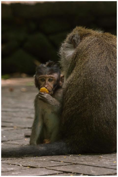 A baby monkey eating fruit while embraced by its p