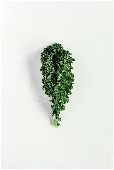 A single fresh kale leaf displayed against a simpl