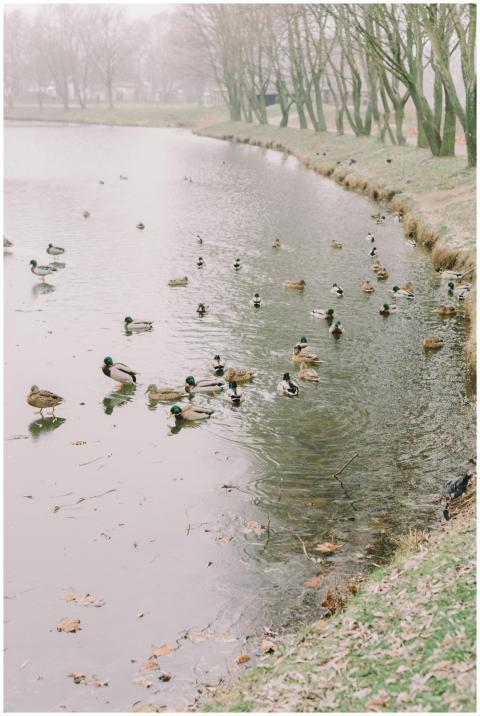 A group of ducks swimming in a tranquil lake surro