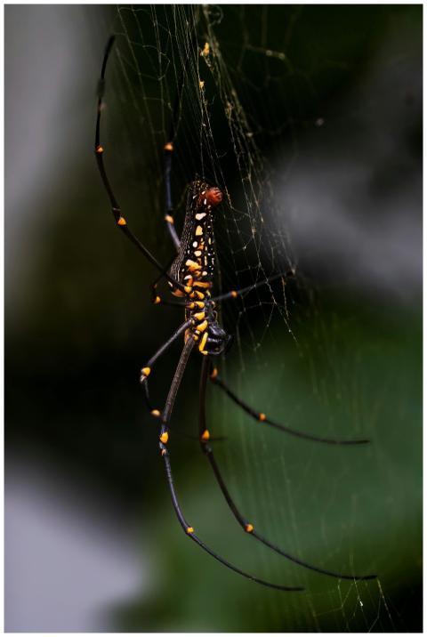Detailed image of a vibrant spider in its web. Cap