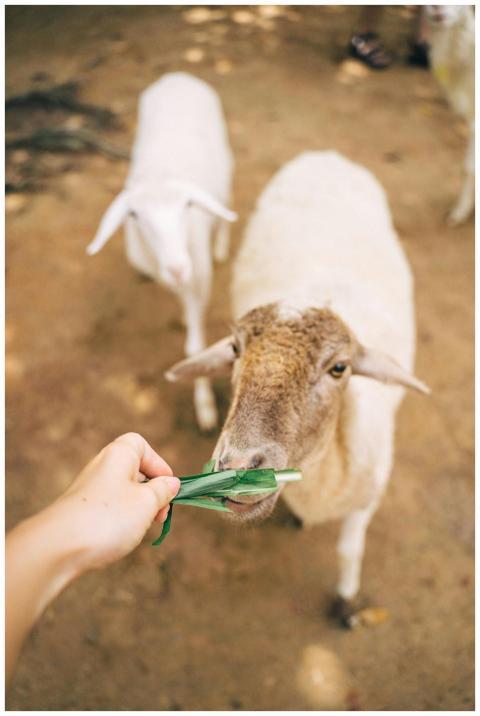 Close-up of a hand feeding sheep on a rural farm.