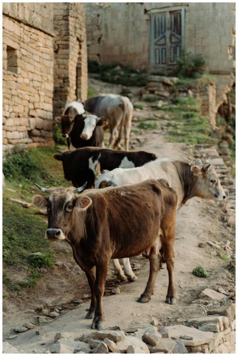 A group of cows wandering along a rustic unpaved p