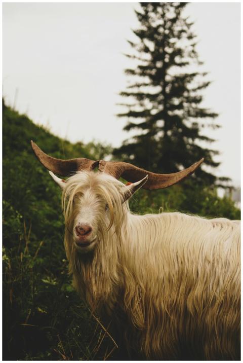 A long-haired goat with large horns standing in a