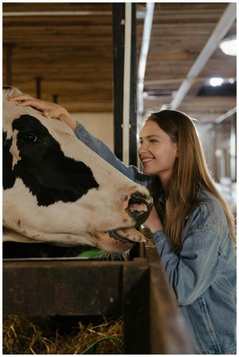 A young woman happily pets a dairy cow inside a ba