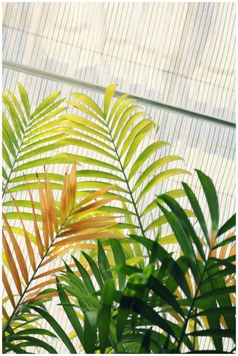 Close-up of vibrant green fan palm fronds basking