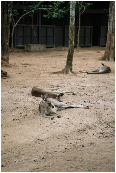 Kangaroos resting peacefully on sandy ground in a