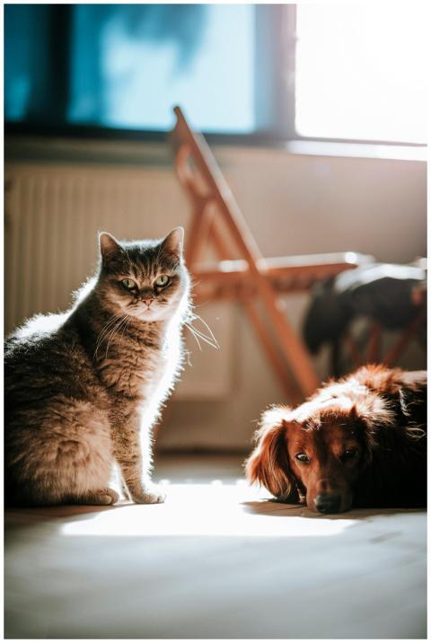A serene photo of a cat and dog basking in sunligh