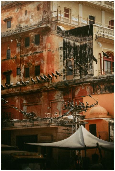 Historic Building Pigeons Urban