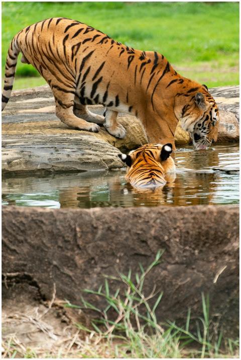 Two Bengal tigers quenching their thirst at a wate