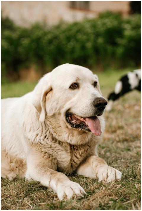 A large white dog resting in a sunlit Spanish mead