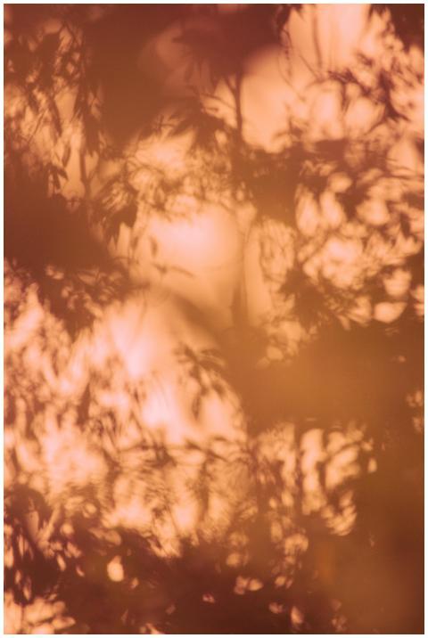 Sunlit silhouettes of leaves casting soft shadows