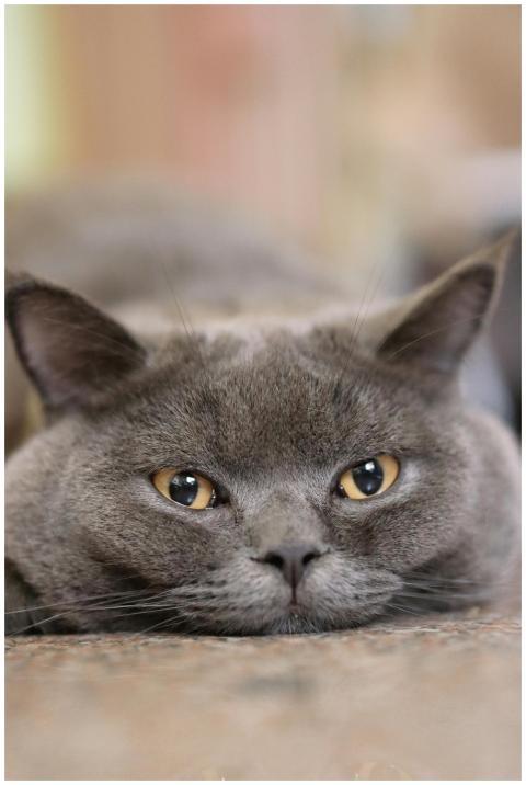 Relaxed British Shorthair cat lying down, showcasi