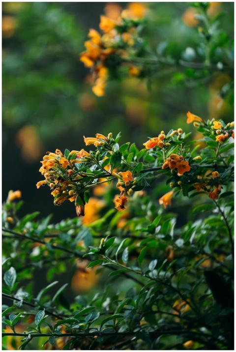 Close-up of bright orange flowers amidst lush gree
