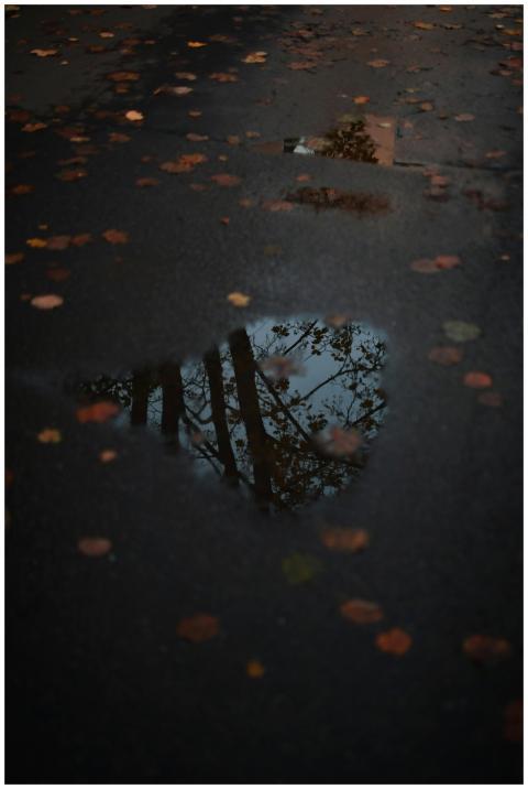 Moody reflection of trees in a puddle surrounded b