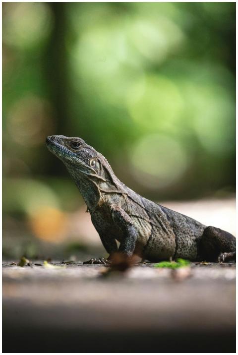 Detailed vertical shot of iguana outdoors, showcas