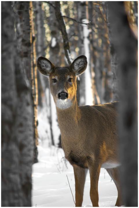 A deer standing in a snowy forest in Winnipeg, cap