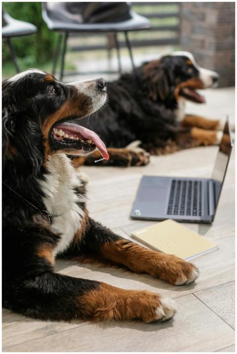 Two Bernese Mountain Dogs lying indoors near a lap