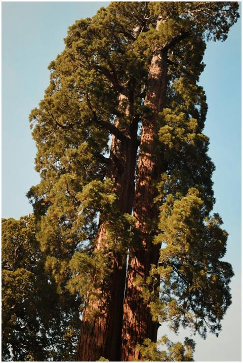 Tall, ancient giant sequoia trees in a sunny Calif