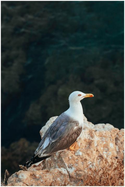 A Lesser Black-backed Gull perched on a rocky clif