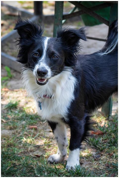 Playful Border Collie smiling outdoors on green gr