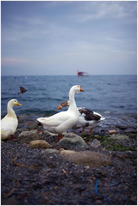A group of geese stands on a rocky seashore under