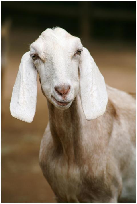 A detailed portrait of a Nubian goat with floppy e