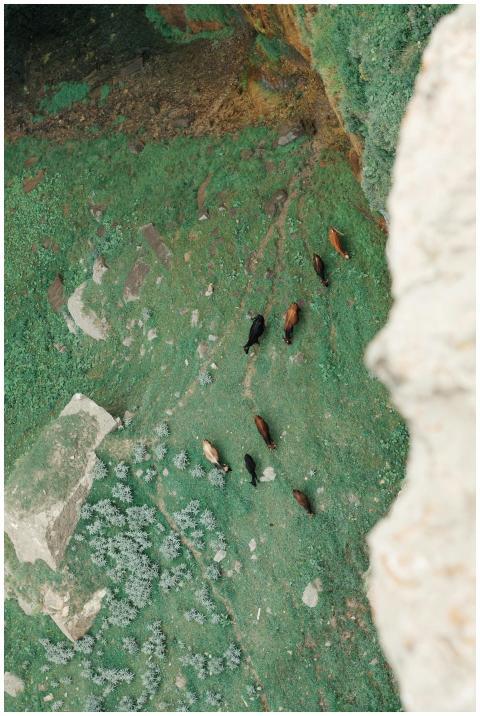 Aerial shot of goats grazing on green pasture in D