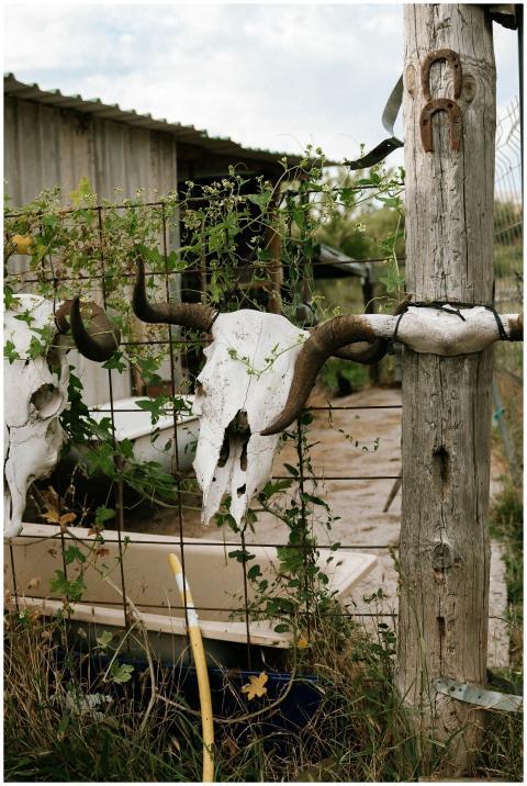 Weathered cow skulls and rustic barn in a rural Sp