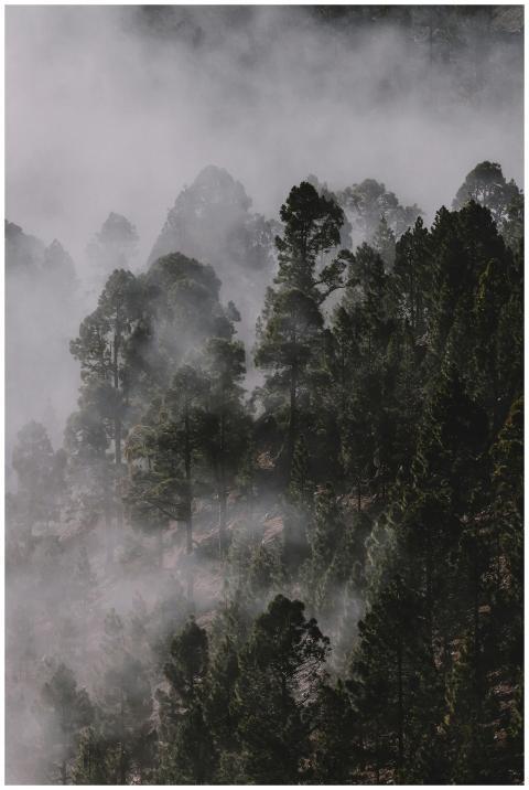 Ethereal mist enveloping towering pine trees in a