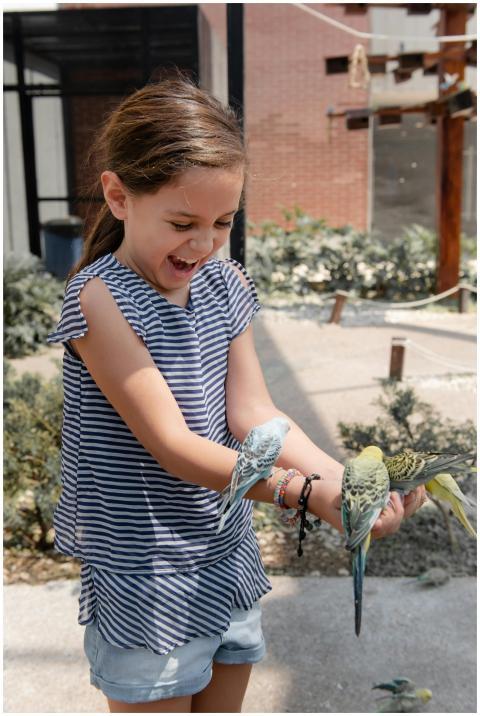 Young girl happily feeding colorful parrots in a s