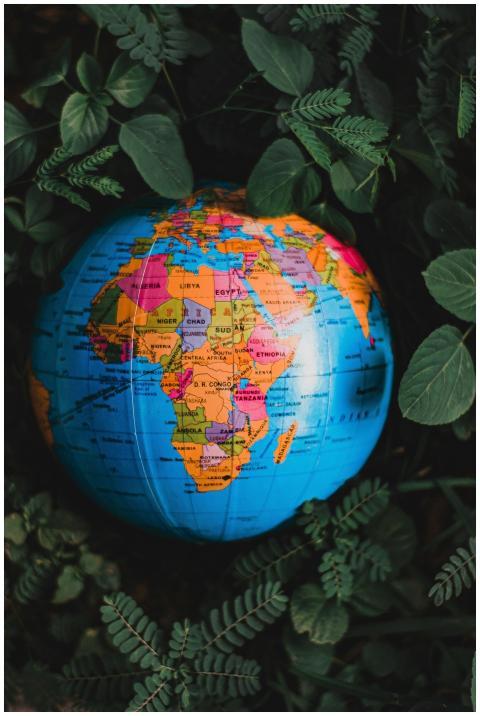 A vibrant globe nestled among green leaves, showca