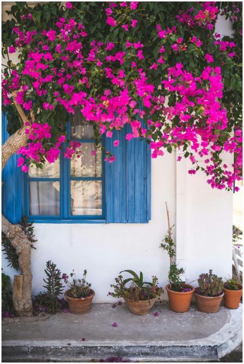 Beautiful blooming bougainvillea over a window in