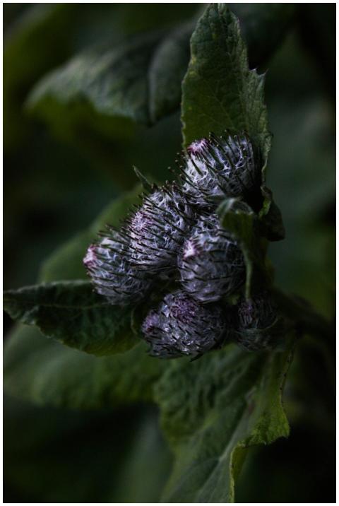 A detailed image of downy burdock flower buds surr