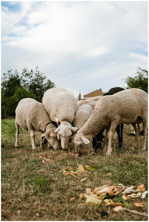 A serene capture of sheep grazing on a sunny day i