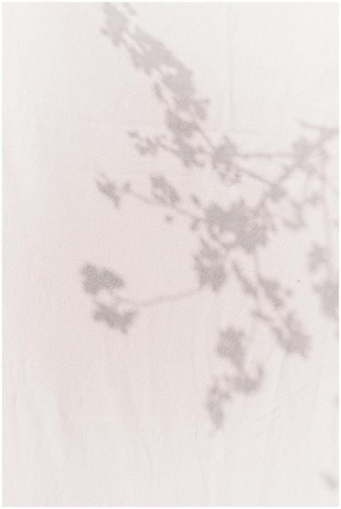 Artistic shadow of branches cast on a light backgr