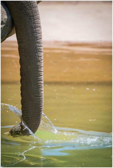 A close-up of an elephant's trunk splashing water,