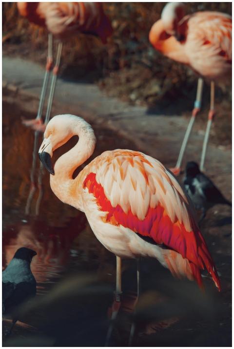 Stunning close-up of a Chilean flamingo with vibra
