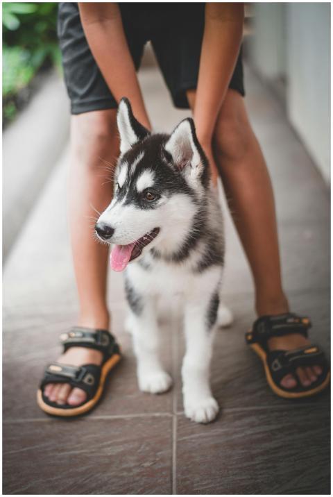 A cute Siberian Husky puppy standing with its owne
