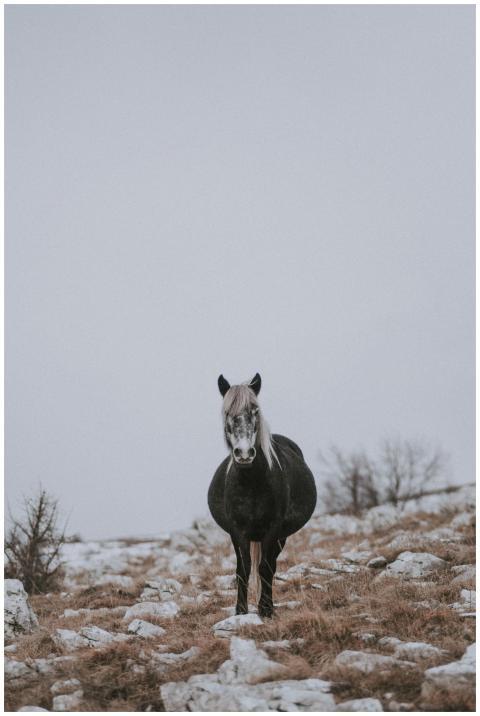 A majestic horse stands amidst a snowy, rocky wint