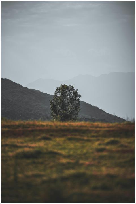 Solitary tree in a tranquil Greek countryside sett