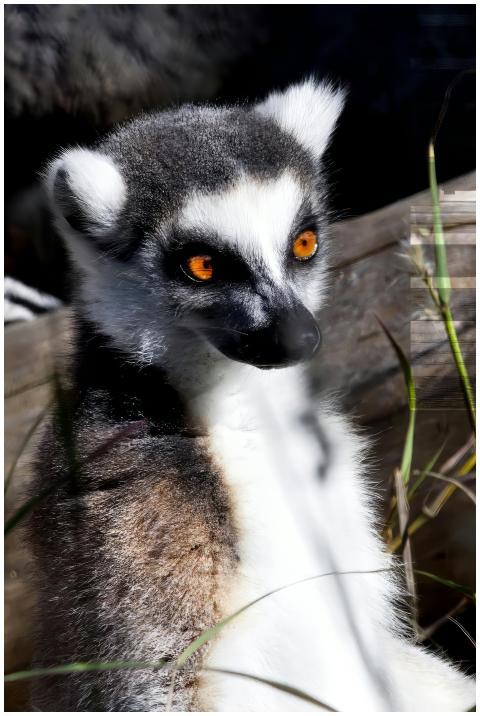 A ring-tailed lemur basking in sunlight, showcasin