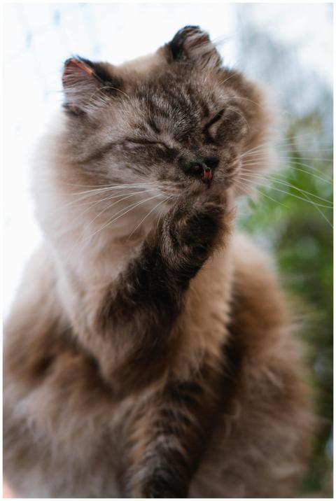 A fluffy cat in Brazil is seen grooming itself out
