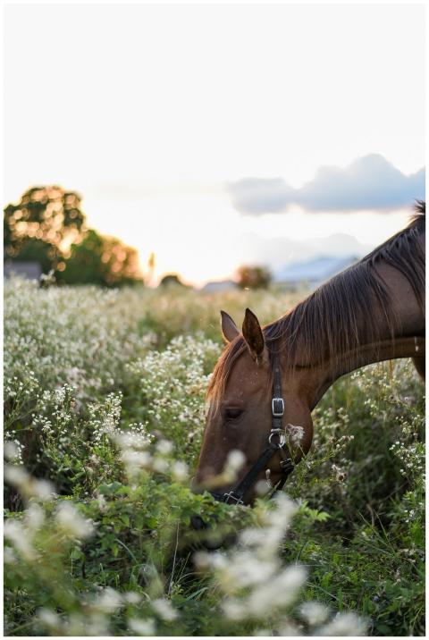 Side view of adult dark brown horse with black str