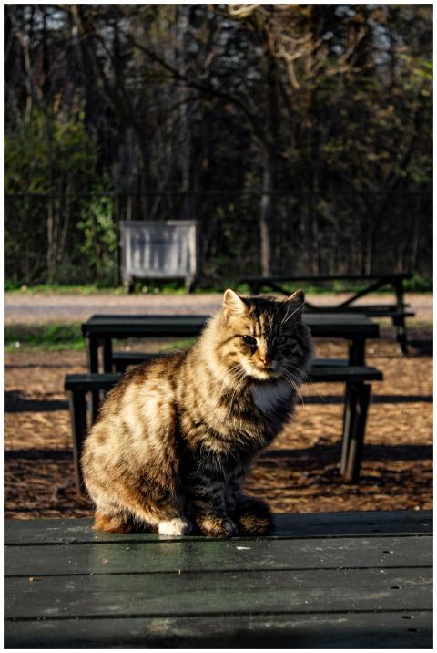 Adorable fluffy cat basking in the warm autumn sun
