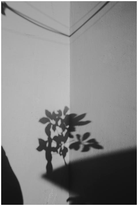 Artistic shadow of plant leaves cast on a textured
