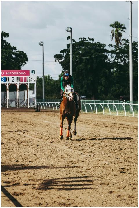 Dynamic action shot of a jockey riding a racehorse