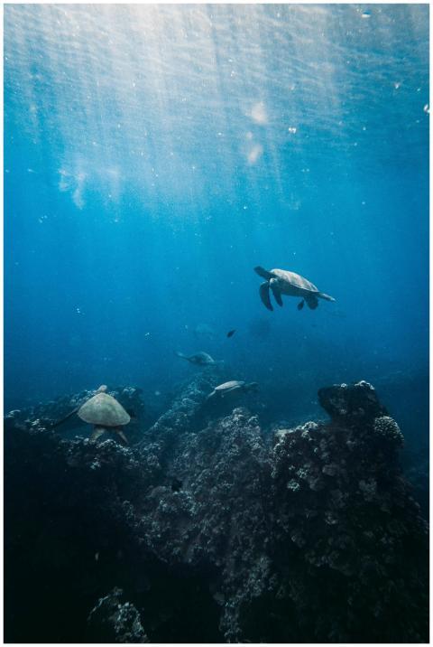 Beautiful underwater scene of sea turtles swimming